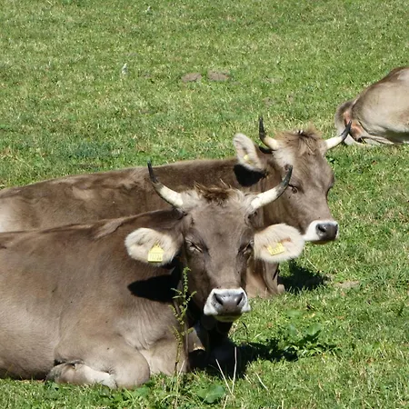 Appartement Steinideen By Interhome Meiringen