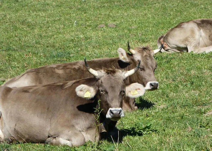 Apartment Steinideen By Interhome Meiringen